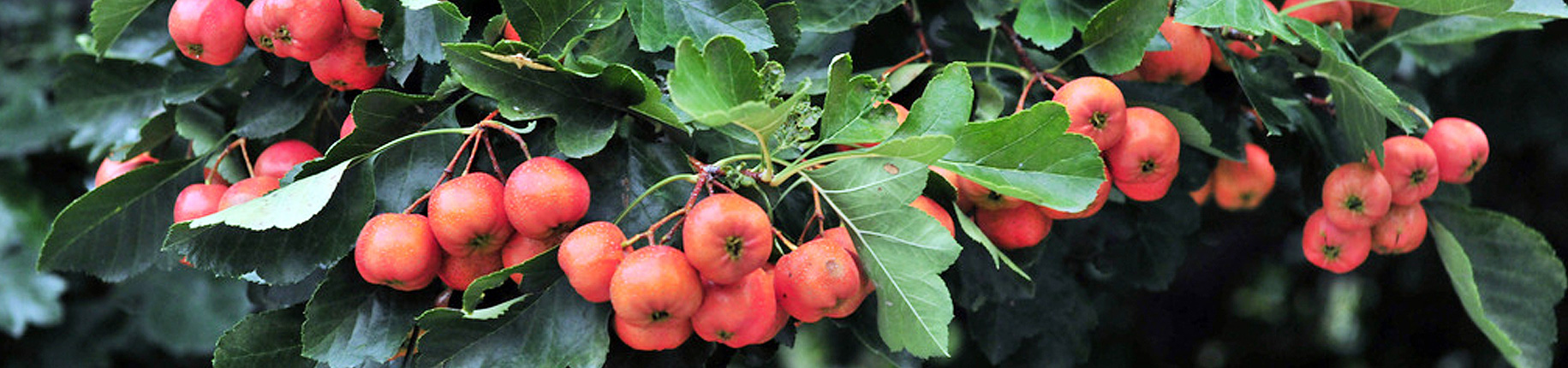 景區(qū)特產(chǎn)