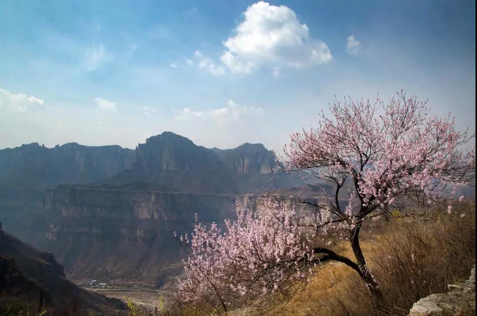 春风十里,醉美的风景在这里 太行大峡谷