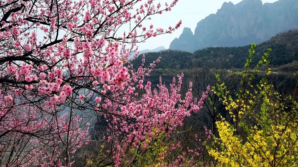 人间四月芳菲尽，峡谷桃花始盛开~