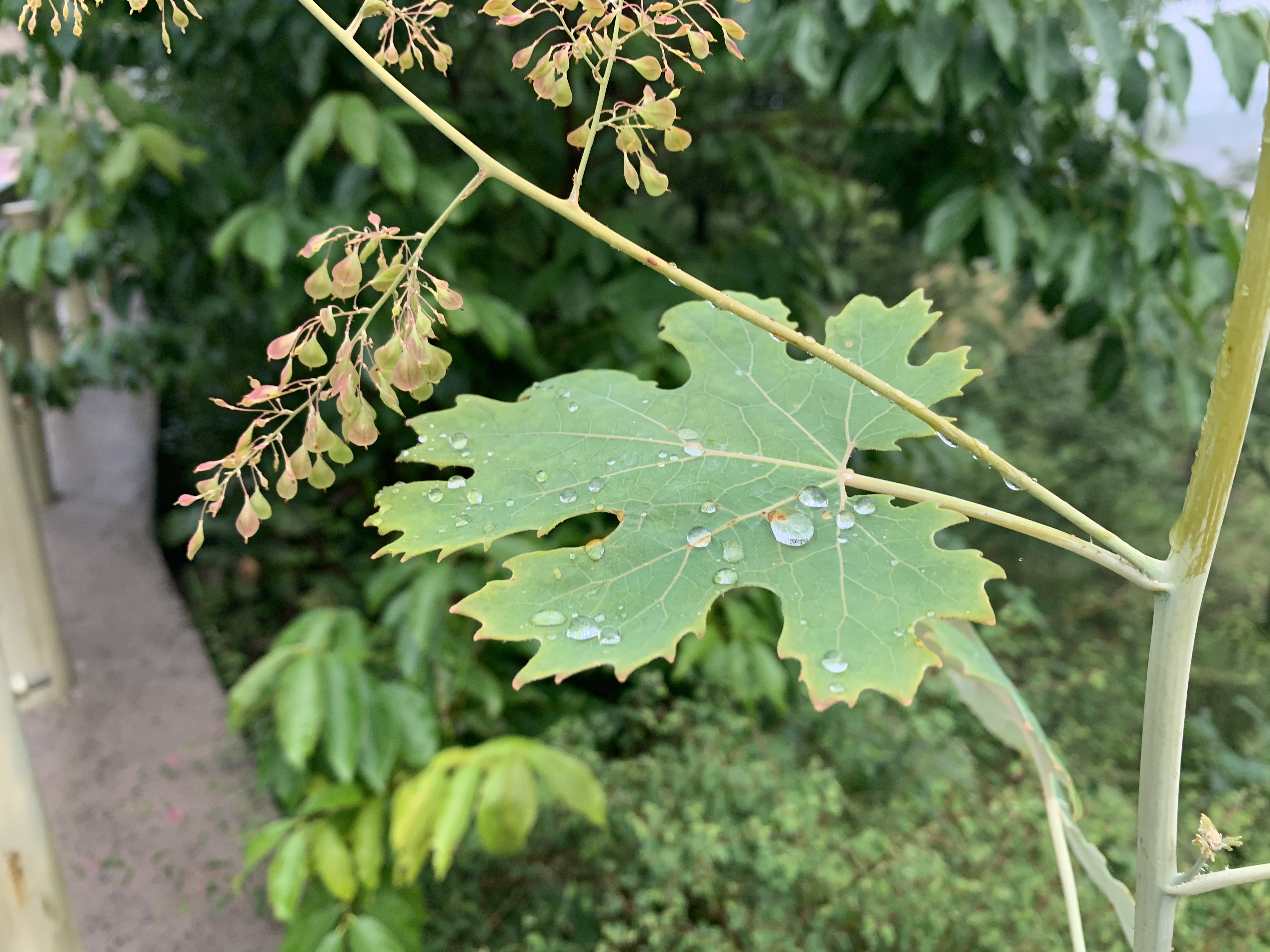 雨中登太行山感受晴天沒有的韻味！