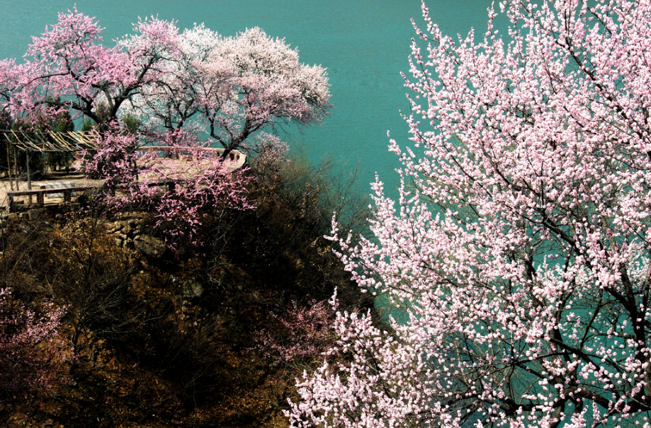春光无限好，又到赏花时，来太行大峡谷开启春的旅行！