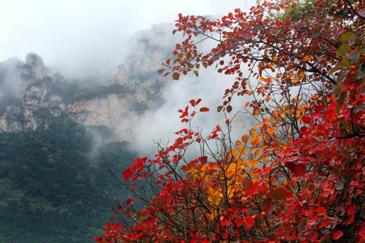 红叶骄似火，秋意现正浓，快来太行大峡谷追寻秋天的童话！