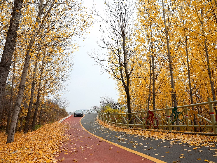 冬已至 秋未遠，半是秋景半是冬~ ?