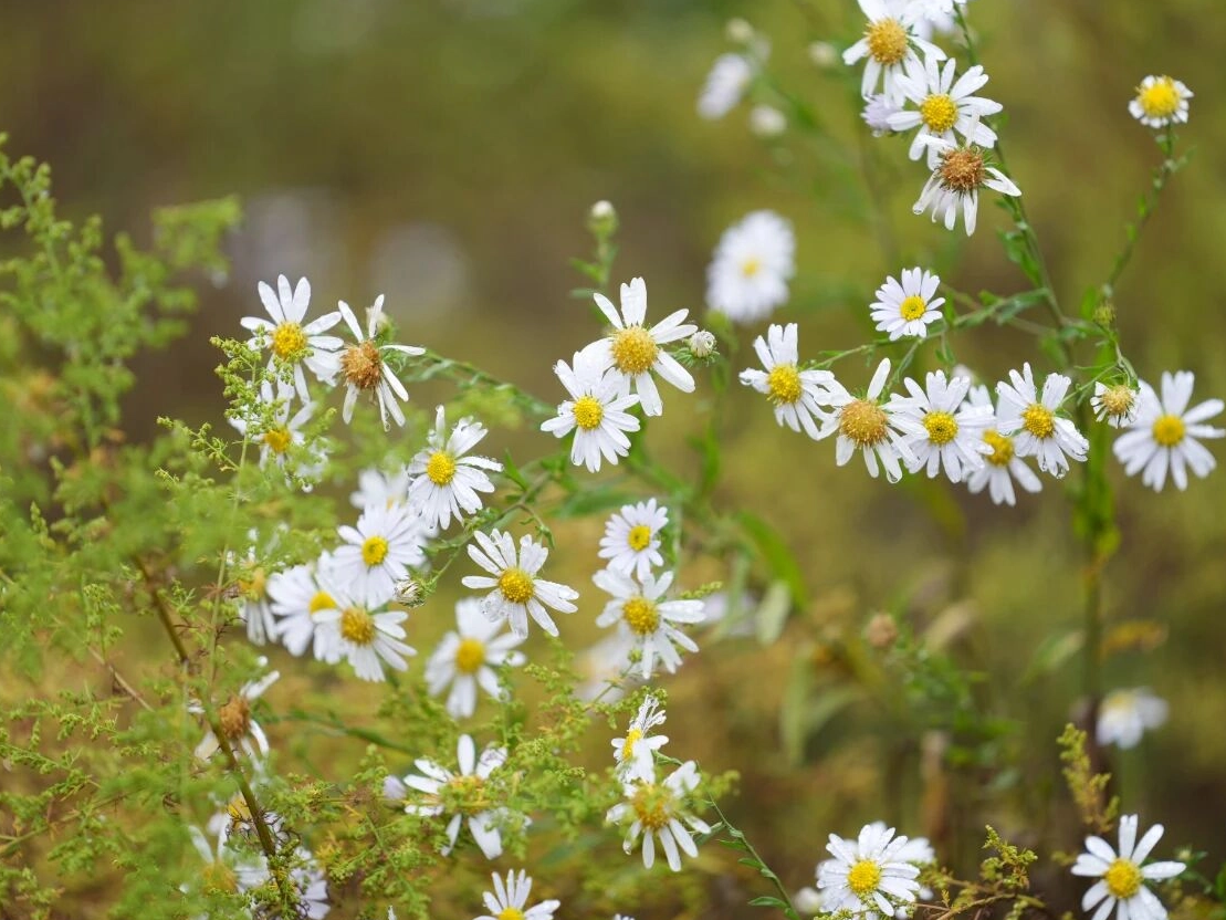 九九重阳节，来太行大峡谷赏秋景看红叶，更有惊喜活动在等您……