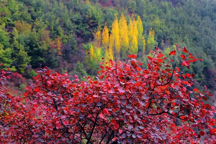 微信图片_20191028095325