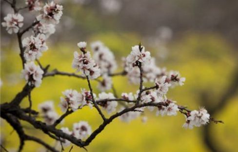 微信图片_20200308091951