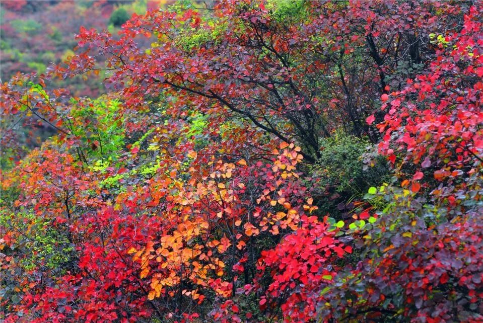 微信图片_20191028095854