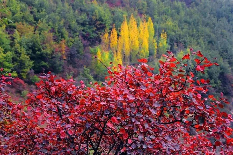 微信图片_20191107161653