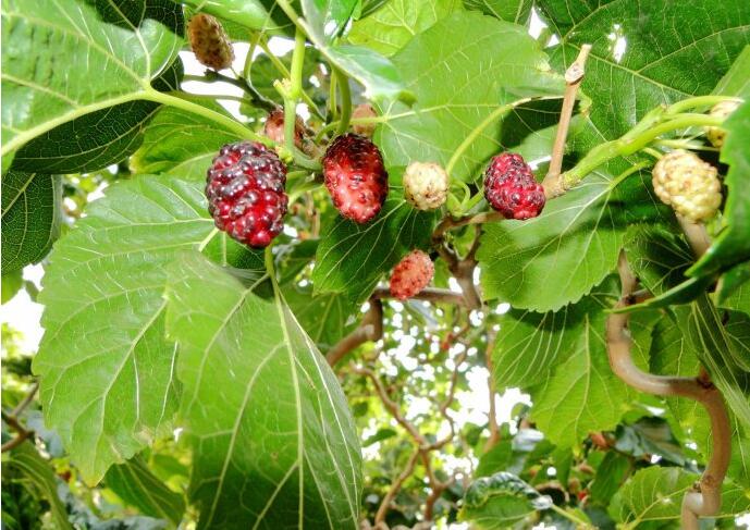 QQ截图20160815095526