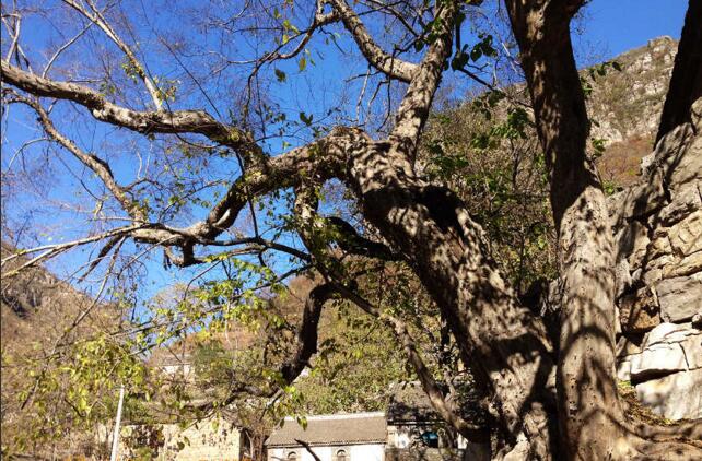 QQ截图20160815100315