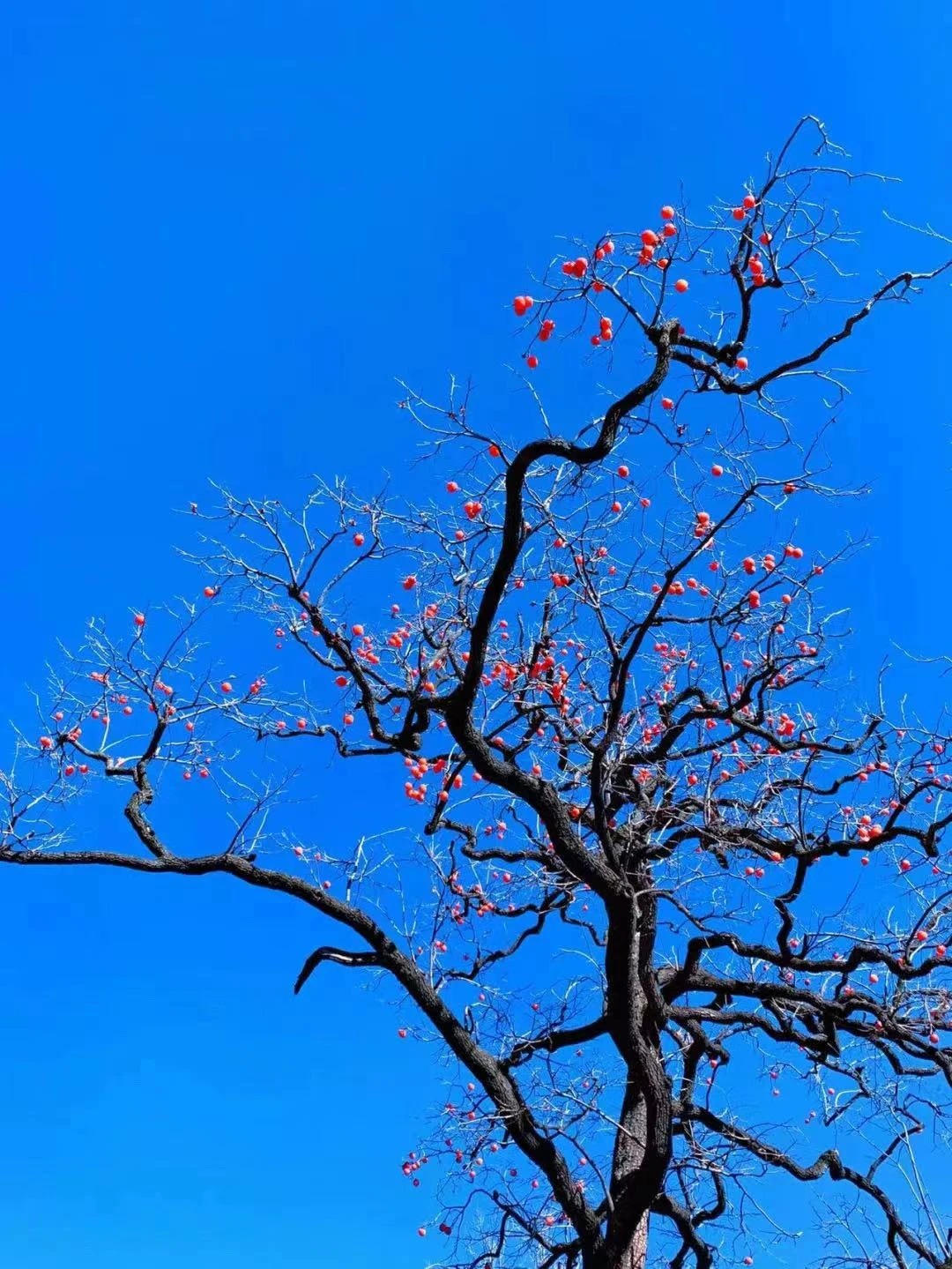 微信图片_2025-11-06_104527_156_看图王