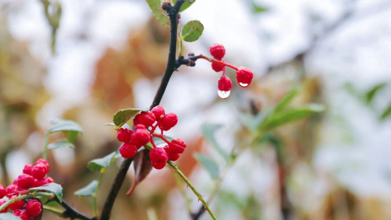 微信图片_2025-11-03_104008_572