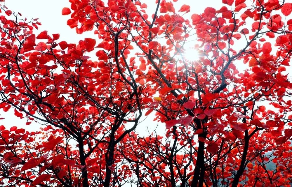 微信图片_2025-10-18_160232_165_看图王