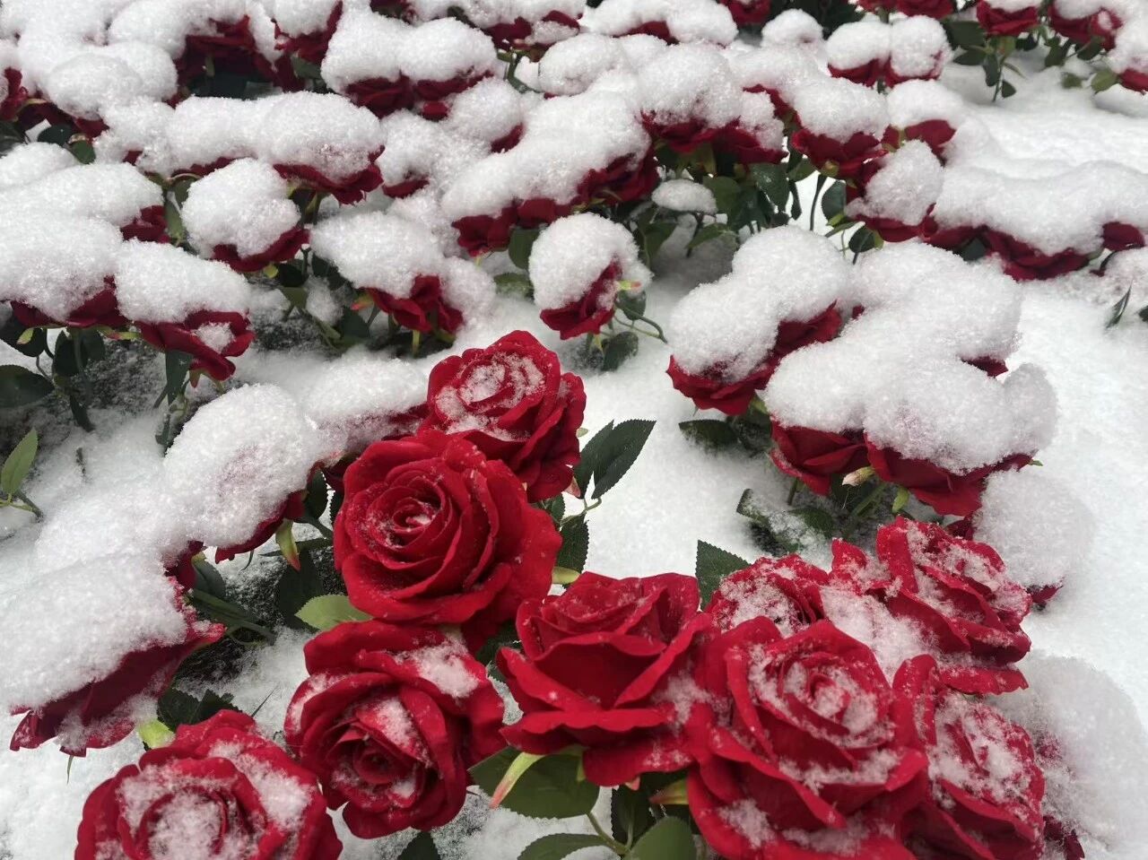 微信图片_2026-02-04_101707_456