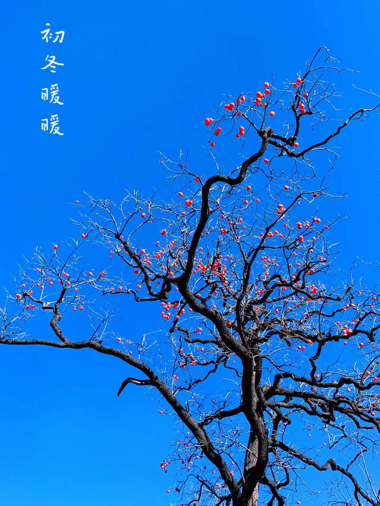 微信图片_20211115082720