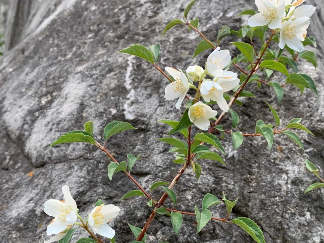 微信图片_20210531084633