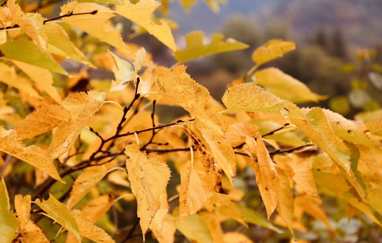 微信图片_2025-11-03_104005_971