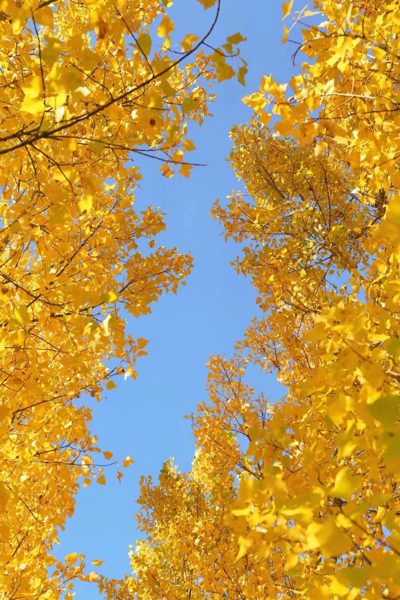 微信图片_2025-11-06_104503_627_看图王