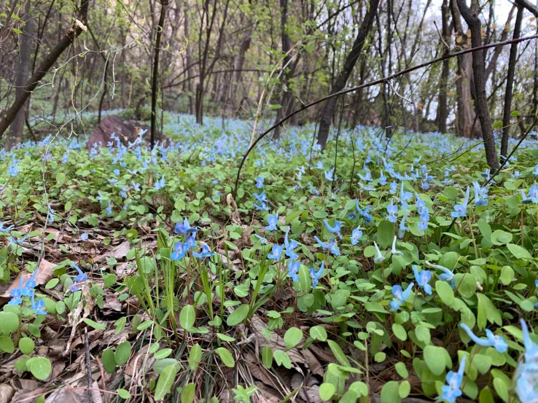 微信图片_20200415085317