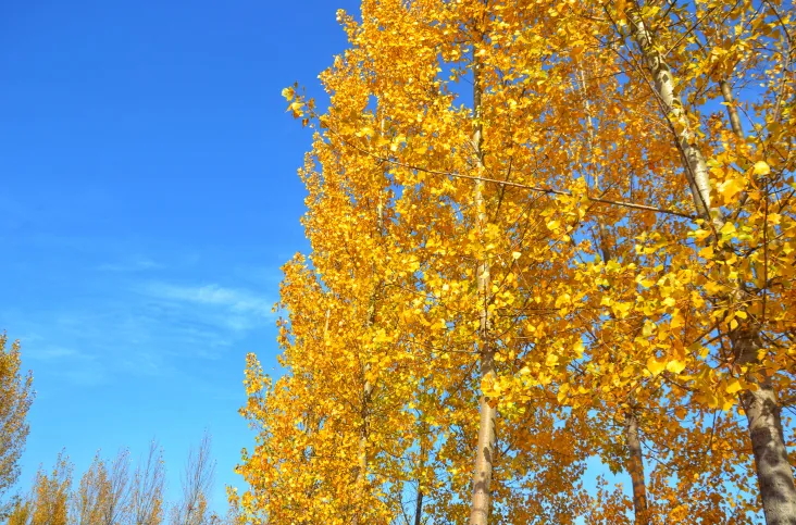 640 (4)_看图王.web