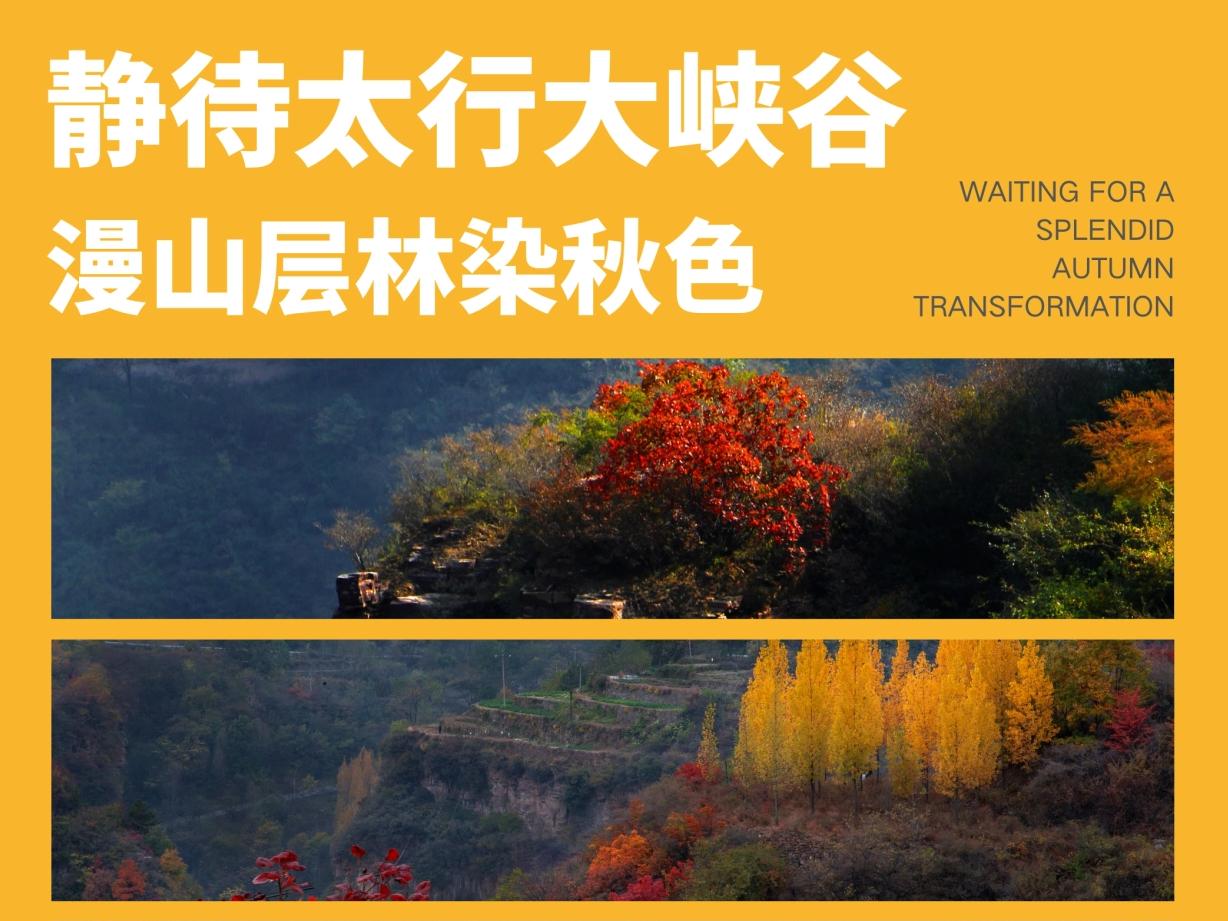 秋意渐近｜静待太行大峡谷，漫山层林染秋色