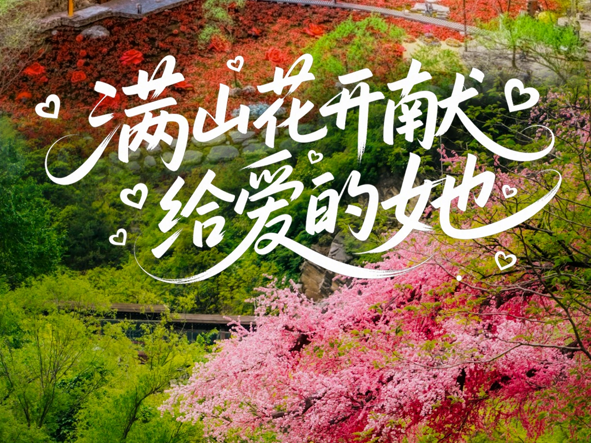 今日母亲节，太行大峡谷满山花开献给她