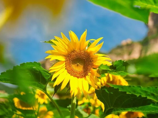 微信图片_2026-06-25_095617_175_650_487.png